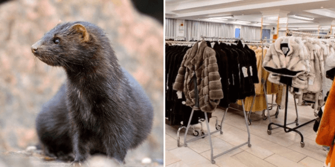 Animal rights groups call fur farm bans after minks test positive for COVID-19