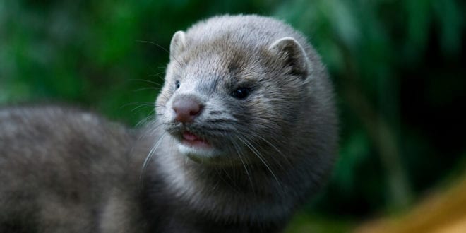 COVID-19 positive mink likely to have infected Dutch farm worker