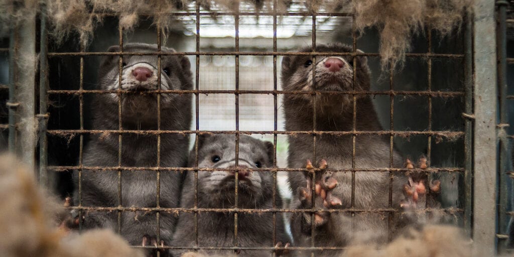 COVID-19 positive mink 'likely' to have infected Dutch farm worker