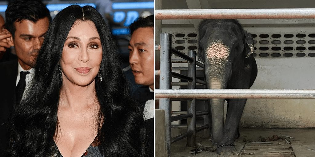 Cher helps rescue lonely elephant chained for 26 years in Pakistan zoo