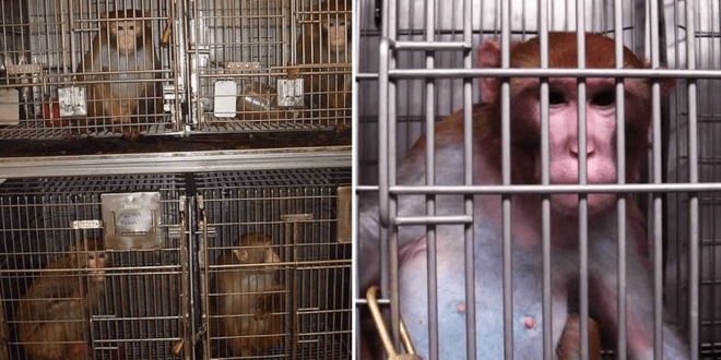 Cruel lab forces pregnant monkeys to eat lard and become nicotine and booze addicts