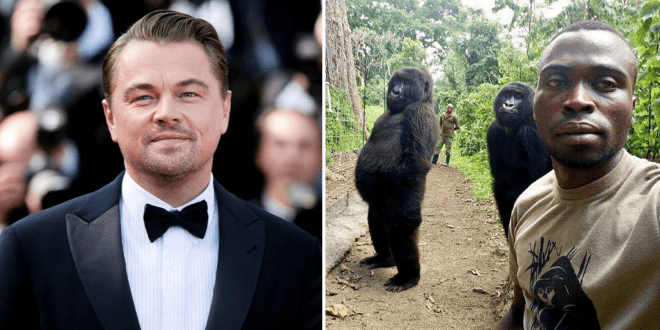 Leonardo DiCaprio launches $2 million fund to protect Africa’s heritage gorilla park