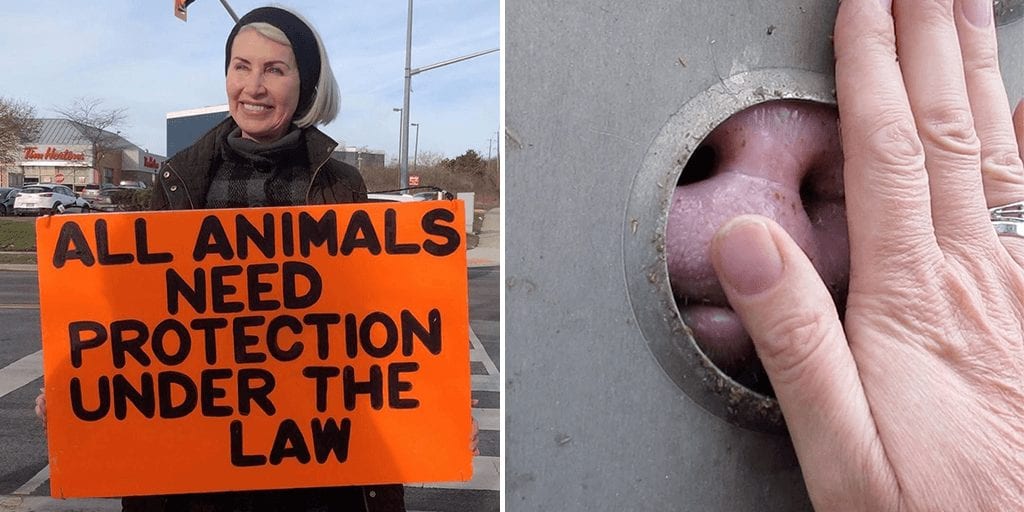 Animal rights advocate killed attending pig vigil by slaughterhouse truck driver in Canada