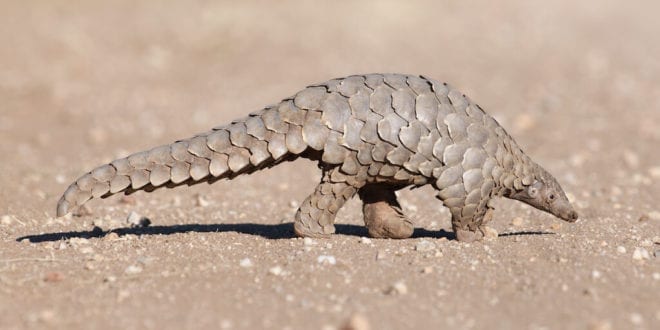 China removes pangolin scales from traditional medicinal ingredient list