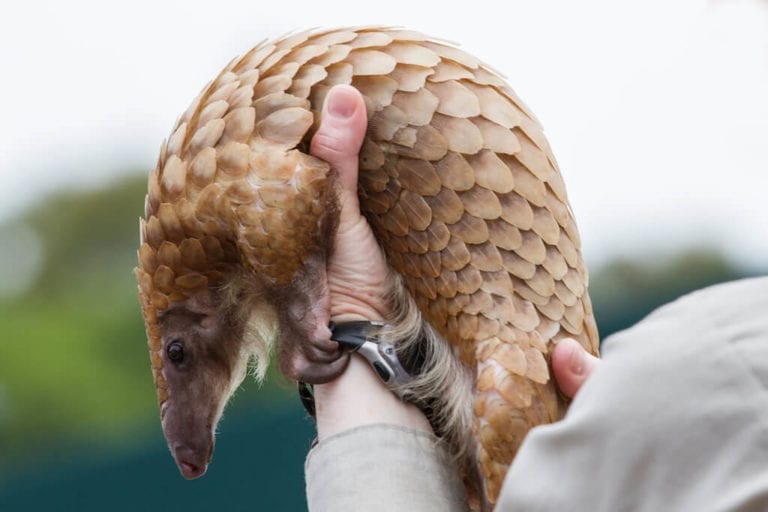 China removes pangolin scales from traditional medicinal ingredient list