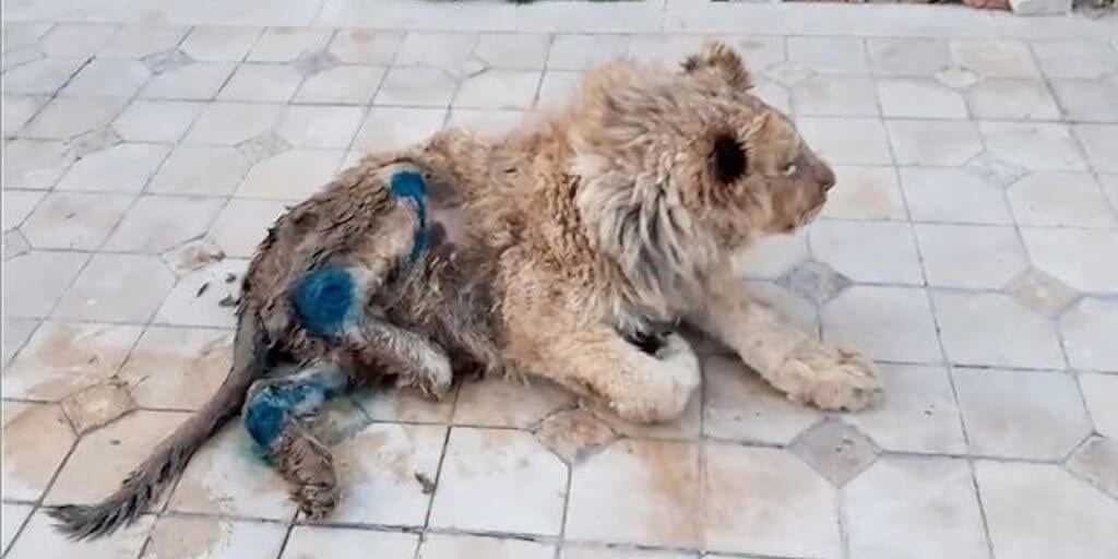 Cruel captors in Russia broke lion cub's legs so it could not escape tourists clicking pictures with it