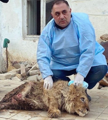 Cruel captors in Russia broke lion cub's legs so it could not escape tourists clicking pictures with it