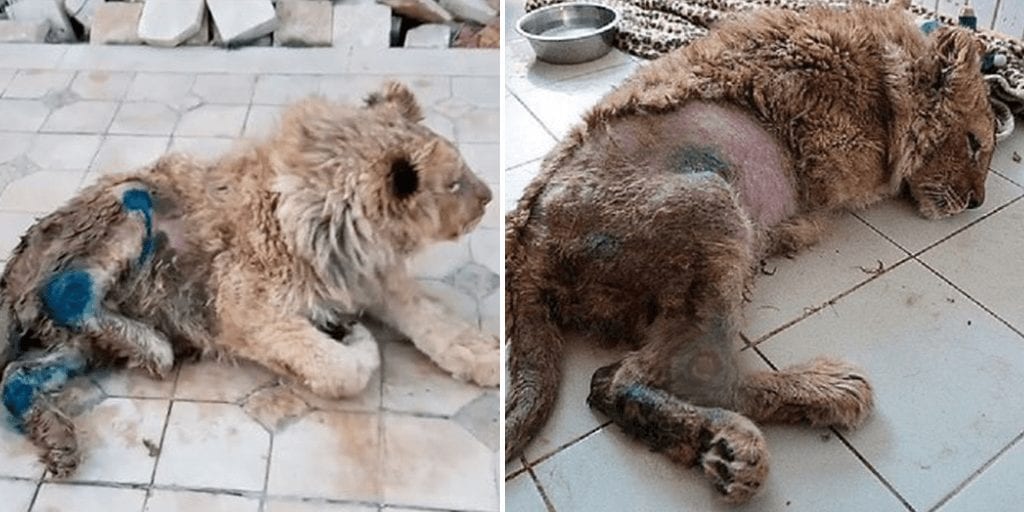 Cruel captors in Russia broke lion cub's legs so it could not escape  tourists clicking pictures with it | Totally Vegan Buzz