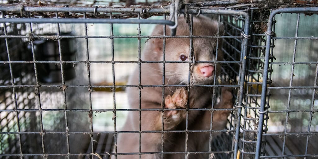 Dutch parliament votes for early closure of all 128 mink fur farms COVID-19 outbreaks