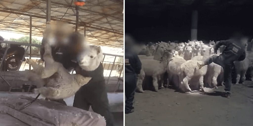 Fashion brands ditch Peru alpaca wool following PETA exposé