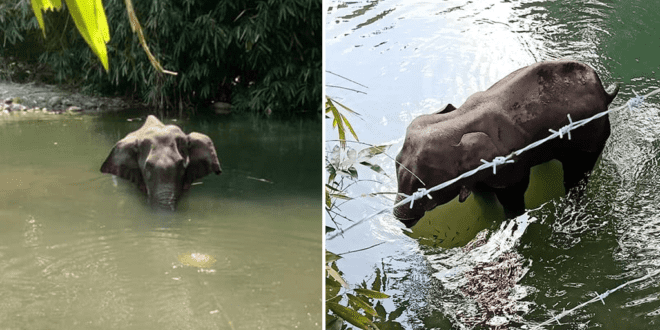 Pregnant elephant dies after locals shockingly feed her cracker-stuffed pineapple