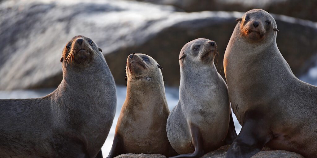 Scottish officials just bans fish farms from shooting seals