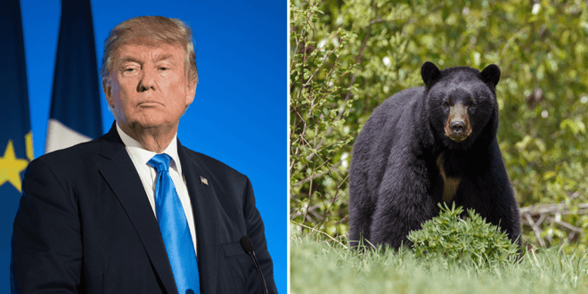 Trump administration lifts ban to allow killing bears, wolves and their cubs in Alaska