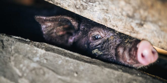 Undercover investigation reveals 'horrific abuse' at pig farm supplying Morrisons