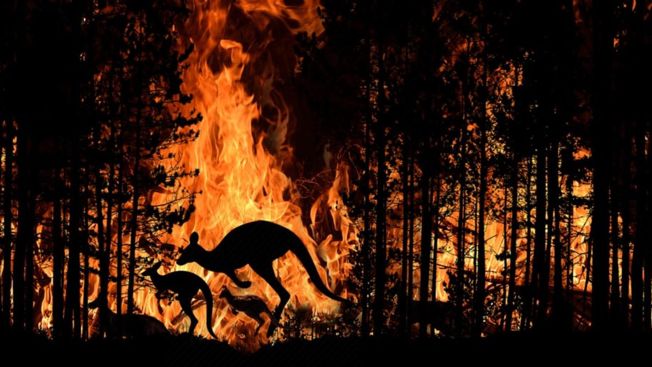 3 billion animals killed or harmed by Australia's 'worst wildfires' |  Totally Vegan Buzz