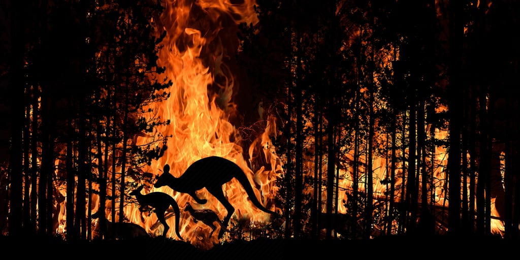 3 billion animals killed or harmed by Australia’s 'worst wildfires'