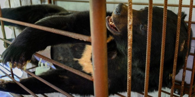 Campaigners says bear farms are a 'historical mistake' and should disappear