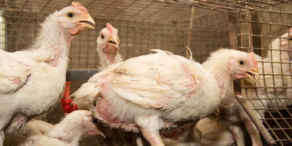 Factory farming is the ‘single most risky behavior’ for another pandemic