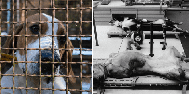 French breeders are selling puppies to labs for 'barbaric' and 'diabolic' animal testing