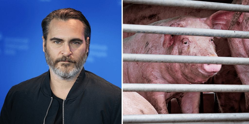 Joaquin Phoenix calls meat workers to anonymously report slaughterhouse abuses through online tip portal