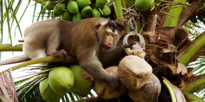 Leading supermarkets ban Thai coconut products harvested by monkey 'slaves'