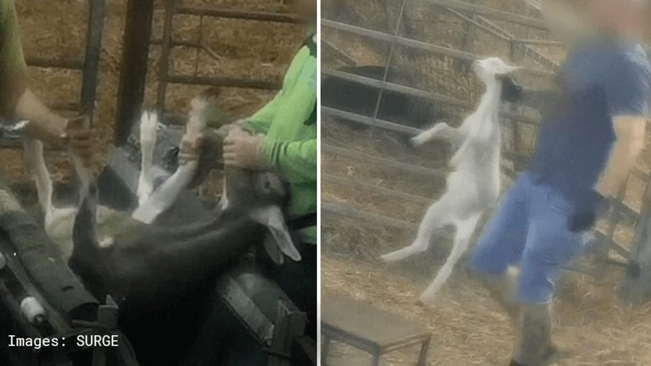 Shocking video exposes 'horrible abuse' on goat farm supplying 8 major UK  supermarkets | Totally Vegan Buzz