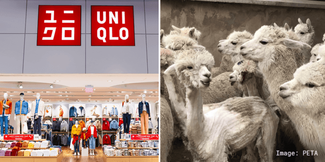 UNIQLO becomes latest brand to alpaca wool PETA exposé