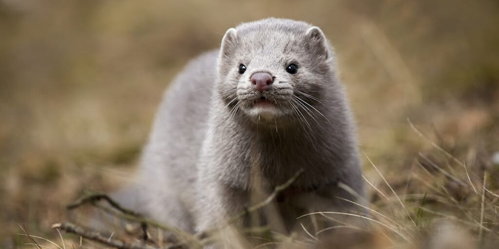 Velour just banned mink fur false eyelashes