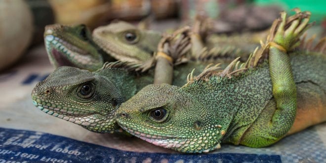Vietnam bans wild animal imports and markets in COVID-19 crackdown