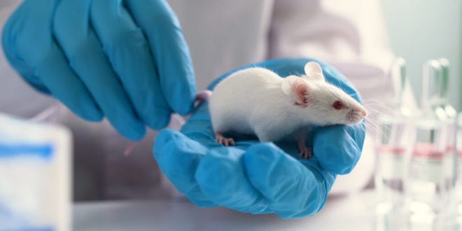 China to end animal testing for imported ‘ordinary’ cosmetics