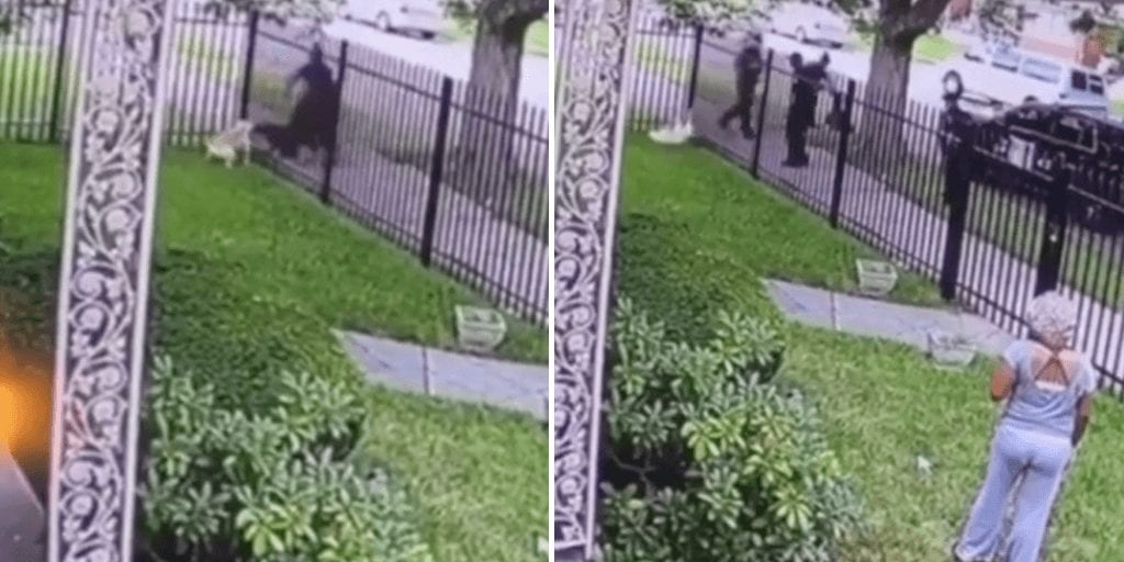 Graphic video shows Detroit cop mercilessly shoot pet dog in its own yard after it clashed with a K-9