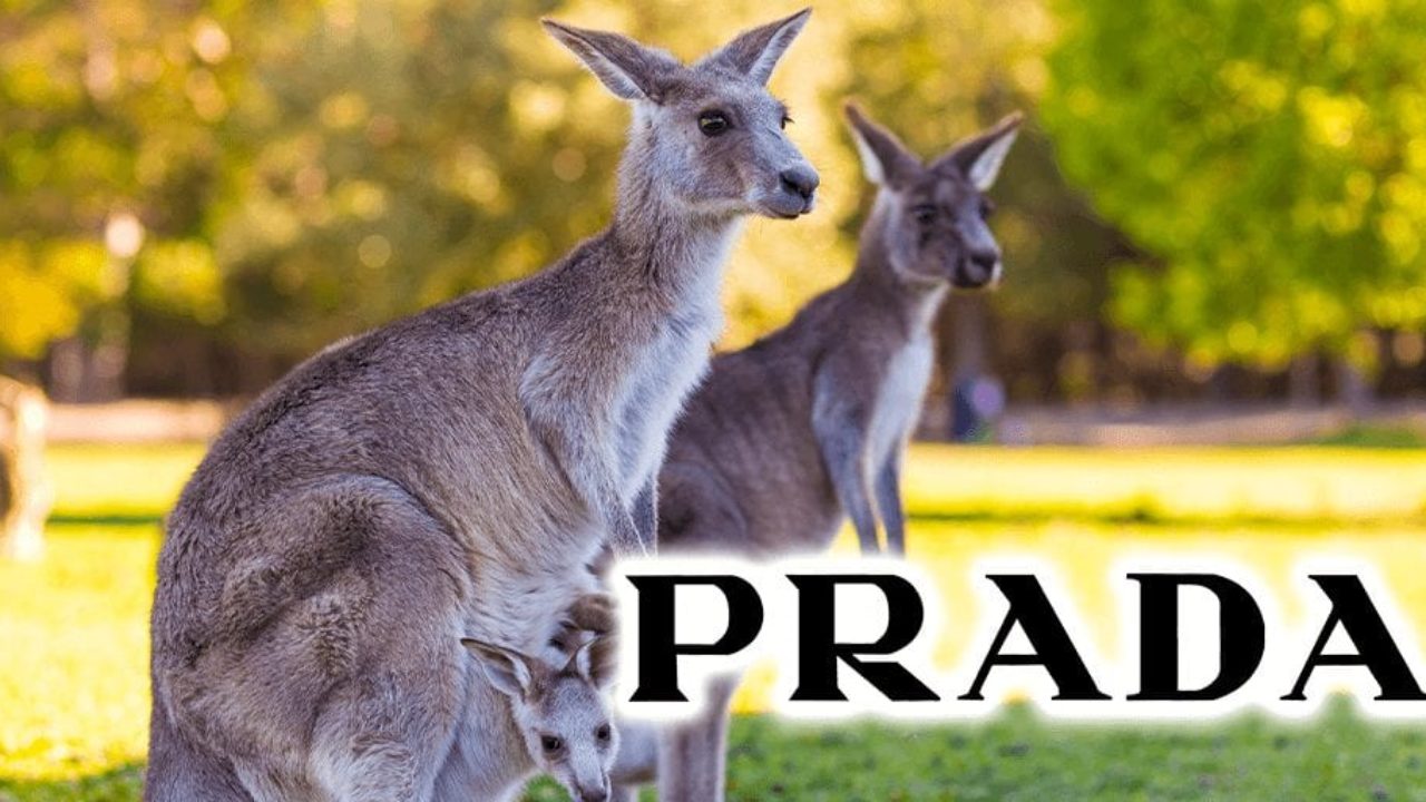 Italian fashion group Prada just banned Kangaroo leather | Totally Vegan  Buzz