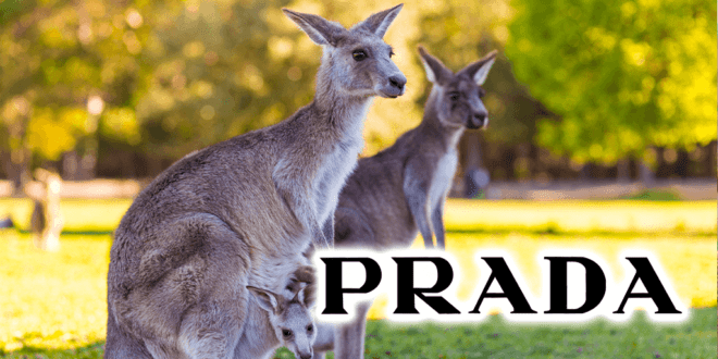 Italian fashion group Prada just banned Kangaroo leather
