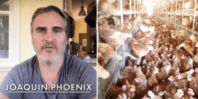 Joaquin Phoenix calls on people to 'reject animal cruelty' and 'change the world from your kitchen'