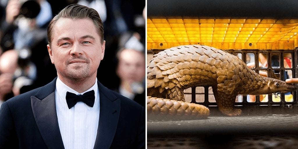 Leonardo DiCaprio says animals are ‘worth more alive’, calls for wildlife trade ban