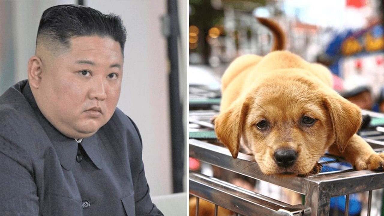 North Koreans ordered to sacrifice pet dogs to resolve national food  shortages | Totally Vegan Buzz