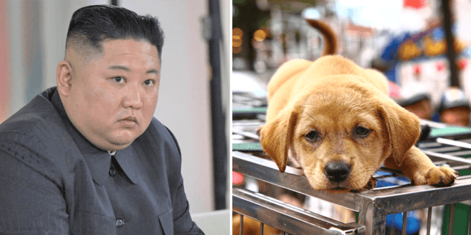 North Koreans ordered to sacrifice pet dogs to resolve national food shortages