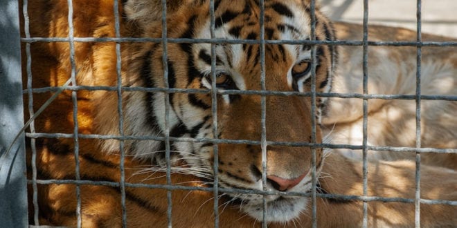 Tim Stark of ‘Tiger King’ permanently loses USDA exhibitor's license
