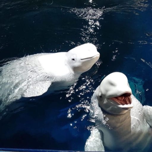 Two stunning captive beluga whales finally rescued and released in Iceland sea sanctuary