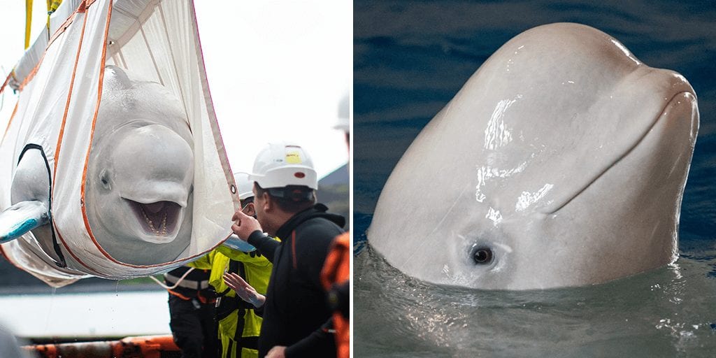 Two stunning captive beluga whales finally rescued and released in Iceland sea sanctuary