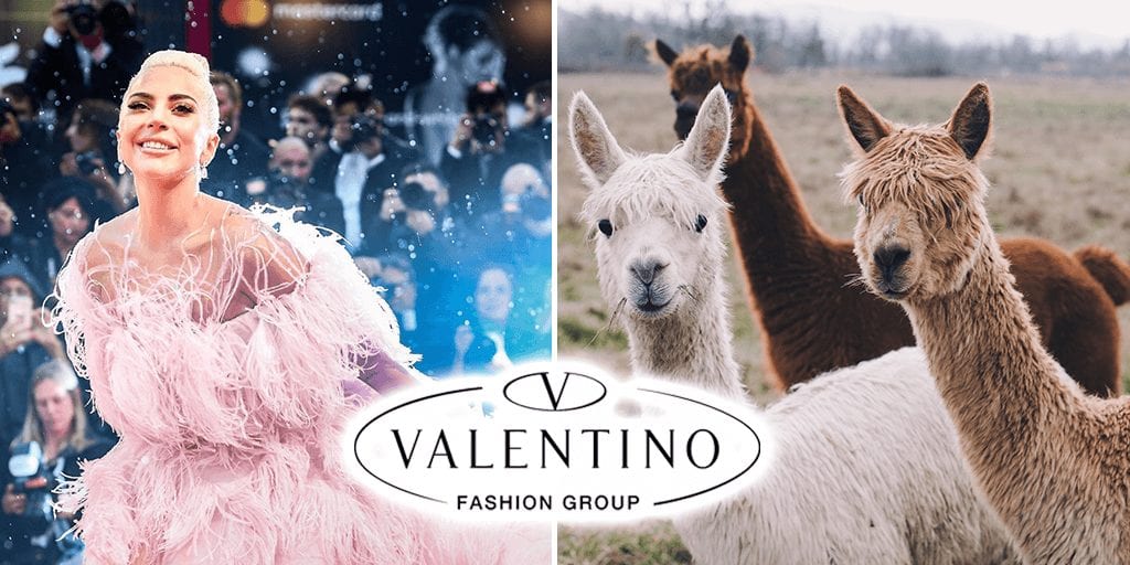 Valentino becomes first luxury brand to ban Alpaca wool