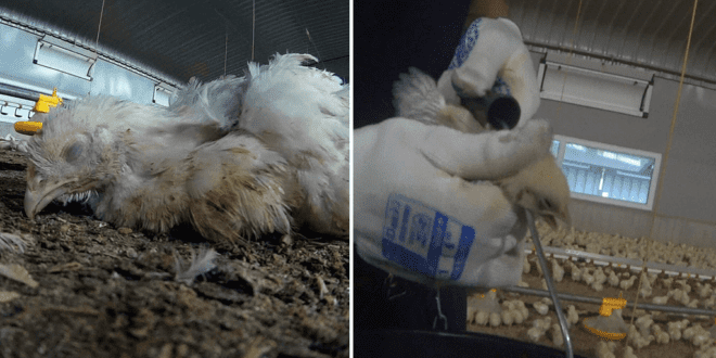 ‘Distressing' footage reveals 'severe animal suffering' on chicken farms supplying Tesco, Ocado and others