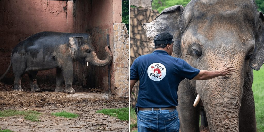‘World’s loneliest elephant’ to finally leave Pakistani zoo for new life