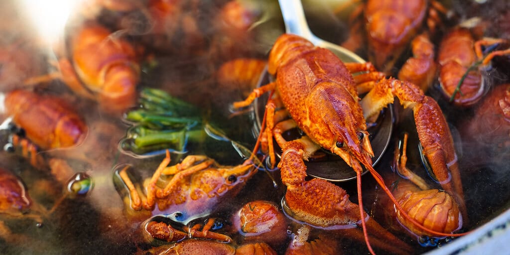 British vets want a ban on boiling lobsters