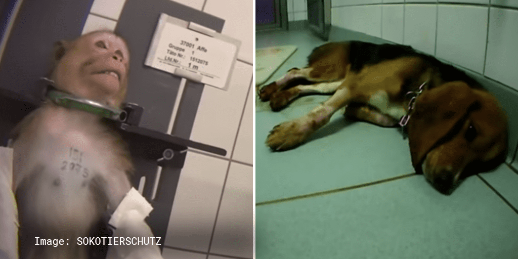 Court allows hellish German lab torturing animals with barbaric tests to reopen_TotallyVeganBuzz