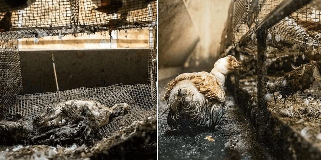 Harrowing footage exposes ‘height of horror’ in duck breeding farm