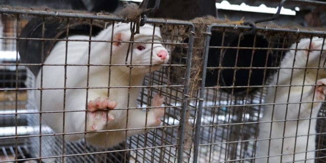 Polish parliament votes in favour of fur farming ban