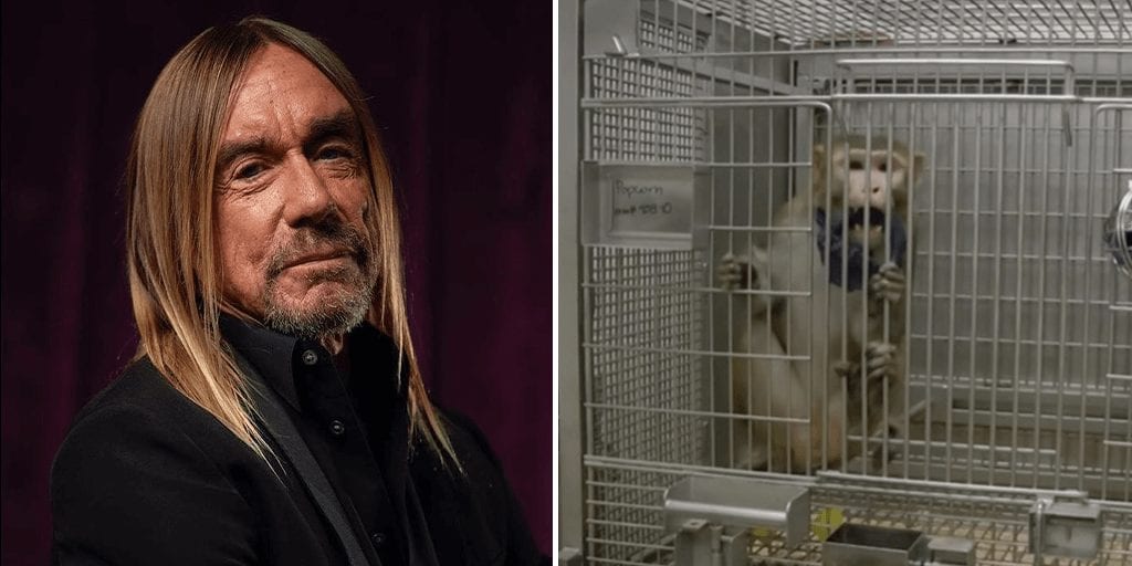 Punk Icon Iggy Pop gifts song 