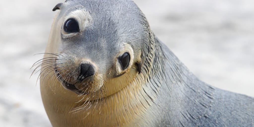 U.S. allows killing sea lions save declining salmon population