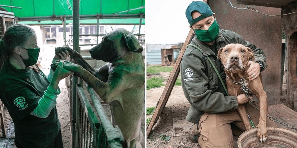 dogs rescued from tortuous South Korean dog meat farm
